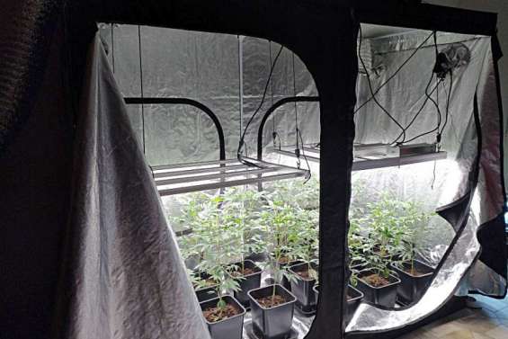 Au Mont-Mou, le juteux business d'une maison transformée en ferme à cannabis