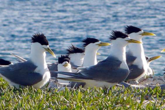 Le lagon Sud, haut lieu de nidification des oiseaux marins