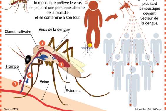 Comment la dengue se transmet-elle ?