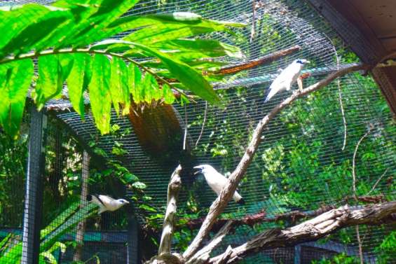 [VIDÉO] Braconnés pour leur beauté, ces oiseaux de Bali ont trouvé refuge sur le Caillou