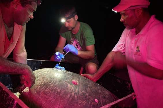 Les tortues vertes de Iaai suivies de près