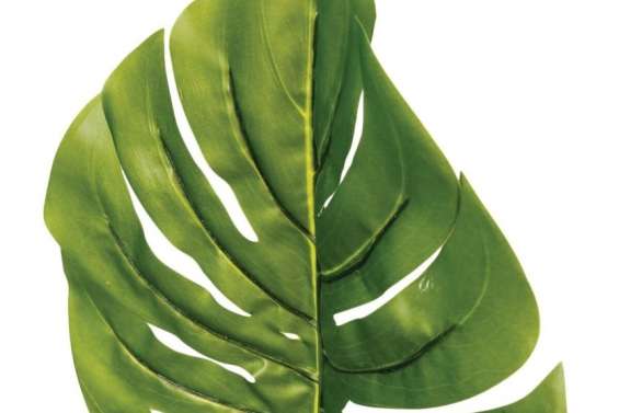 Tige de philo
Monstera
