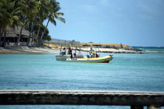 Attaque au Château Royal : des restes humains découverts dans un requin-bouledogue