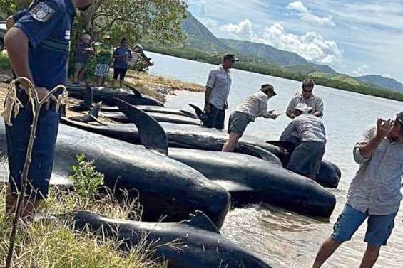 Baignade interdite entre Nessadiou et la Roche Percée après l’échouement des globicéphales