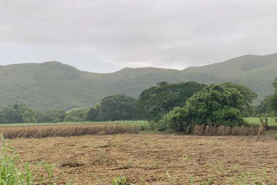 Sud : les pluies font des dégâts chez les agriculteurs et chez les éleveurs
