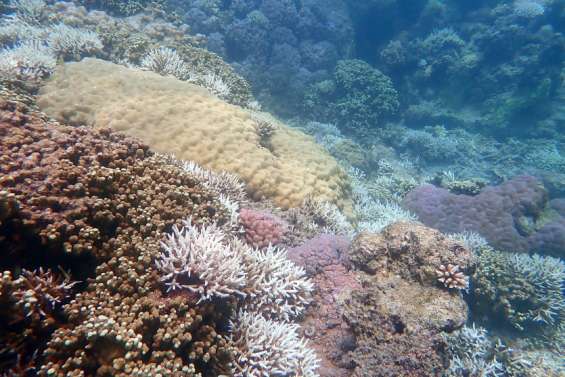 Un blanchissement corallien en cours en Nouvelle-Calédonie