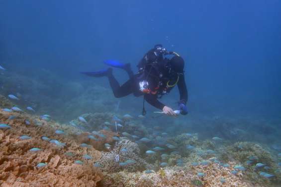 [INFOGRAPHIE] Les coraux calédoniens sont en bonne santé mais se dégradent