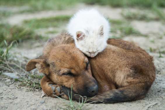 Moins de taxes sur les croquettes animales