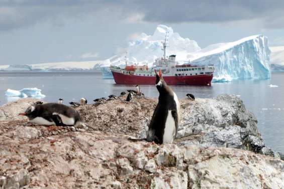 [INFOGRAPHIE + VIDEO] Les poussins de manchots empereurs, premières victimes de la fonte de la banquise en Antarctique