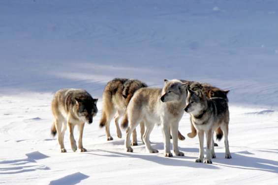 Aux États-Unis, un loup solitaire revitalise tout un écosystème