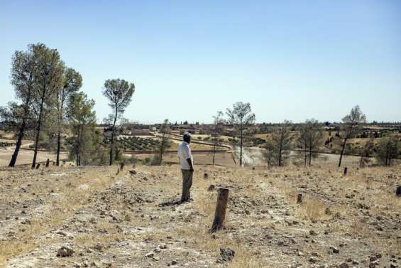 En Syrie, l’abattage illégal menace la surface forestière