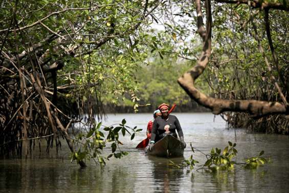 Colombie : la victoire des mangroves contre le mégaport