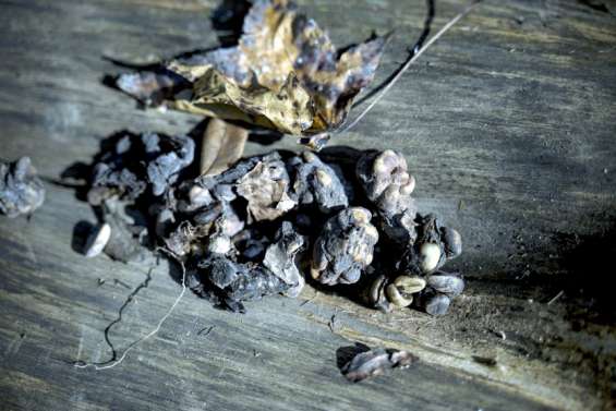 Au Brésil, un café bio d’exception extrait de la fiente de faisan