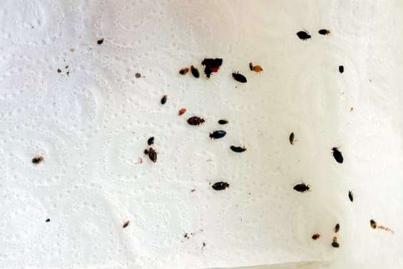 Punaises de lit: les Français gagnés par une inquiétude virale