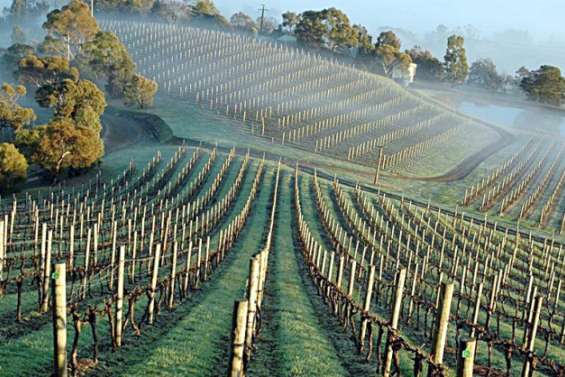 Un producteur de vin australien prévoit d’avaler un concurrent californien pour 900 millions de dollars