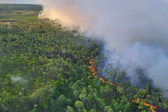 Feu de forêt à l’île des Pins : plus de 400 hectares partis en fumée