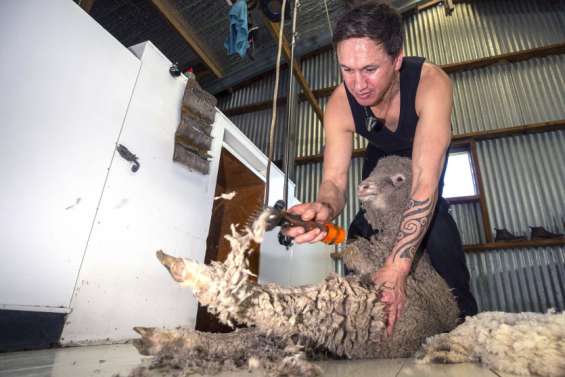 En Nouvelle-Zélande, des moutons ultra-choyés produisent une laine de qualité