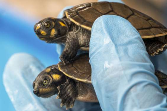 4 000 tortues d’Amazonie à destination de l’Indonésie saisies au Pérou