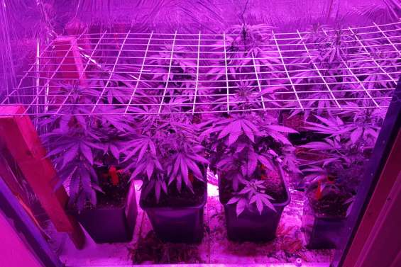 Un réseau familial de trafic de cannabis démantelé