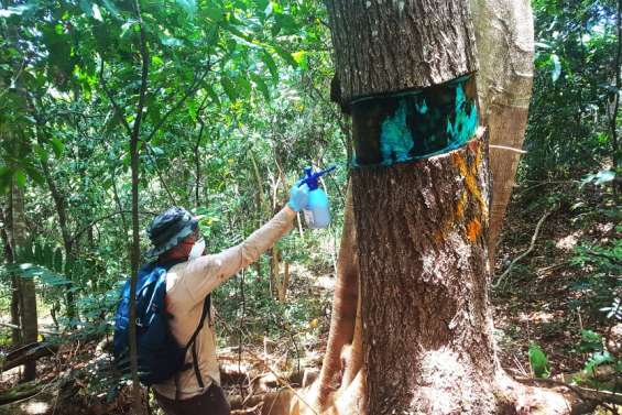 Peut-on encore empêcher l’invasion des acajous amers en Nouvelle-Calédonie ?