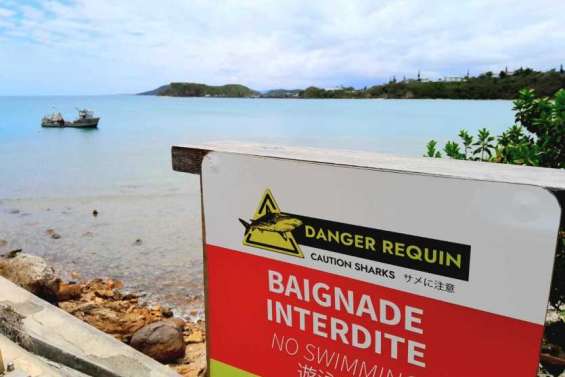 Le tribunal administratif interdit les campagnes d’abattage de requins