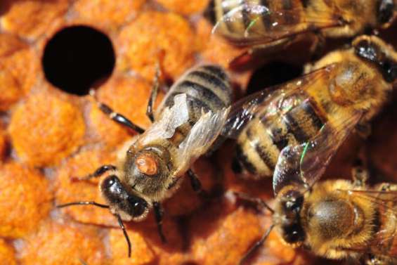 Arrivé par paquebot, un essaim d’abeilles porteuses d’un parasite intercepté par les services vétérinaires
