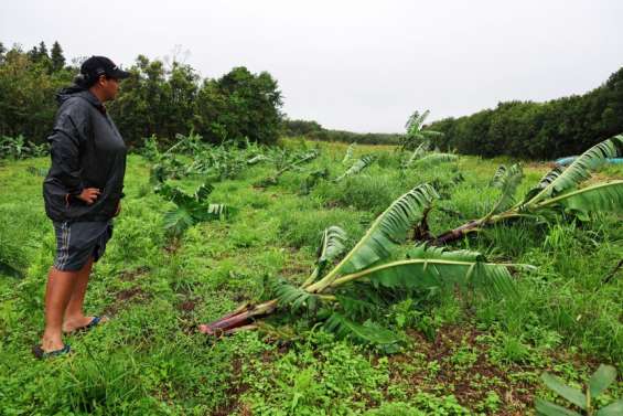 A La Réunion, l’agriculture dévastée après le passage du cyclone Belal