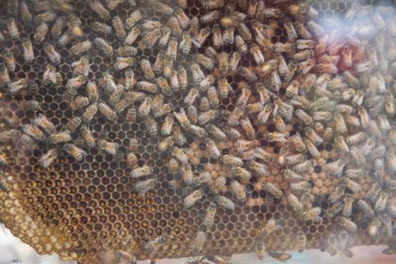 Parasite Varroa : les ruchers de Nouméa, du Mont-Dore et de Yaté mis sous surveillance