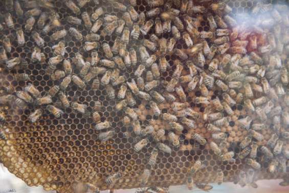 Parasite Varroa : les ruchers de Nouméa, du Mont-Dore et de Yaté mis sous surveillance