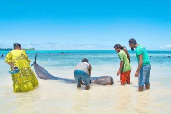 [Infographies] Sept choses à savoir sur les échouages de mammifères marins