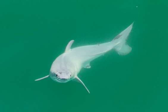 Un grand requin blanc nouveau-né a peut-être été photographié pour la première fois