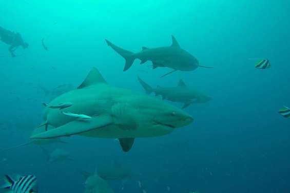 Australie, États-Unis, Nouvelle-Calédonie… les attaques de requin ont augmenté dans le monde en 2023