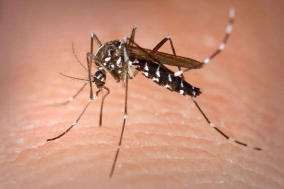 La Guyane confrontée à sa plus importante épidémie de dengue depuis 20 ans