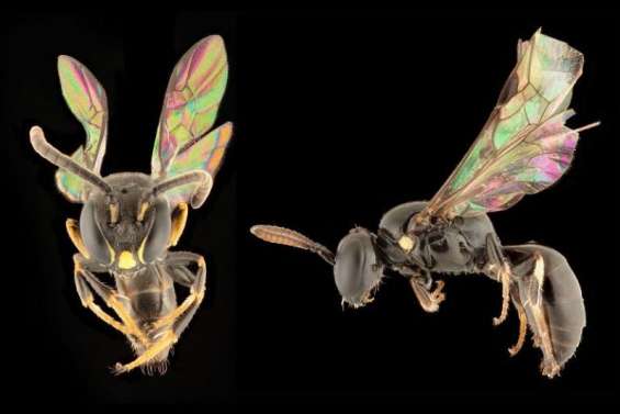 90 ans après, le mystère de l’abeille masquée des Tuamotu enfin résolu