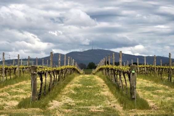 Australie: les viticulteurs heureux d'une levée attendue des droits de douane punitifs chinois