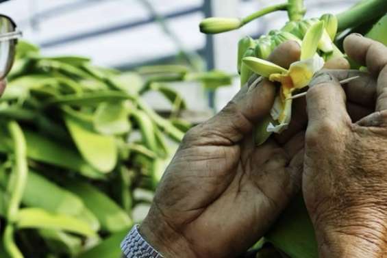 Vanille française : le Cirad à La Réunion mise sur la diversité génétique pour sauver la filière