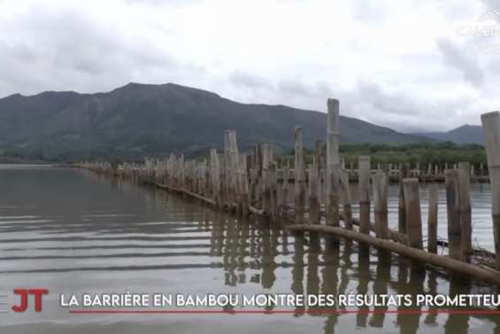 Thio solidaire envers ses habitants, une barrière en bambou dans la mangrove… Le JT de Caledonia du lundi 2 mars