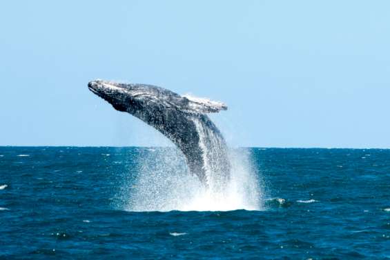 Le roi des Maoris veut que les baleines aient les mêmes droits que les humains