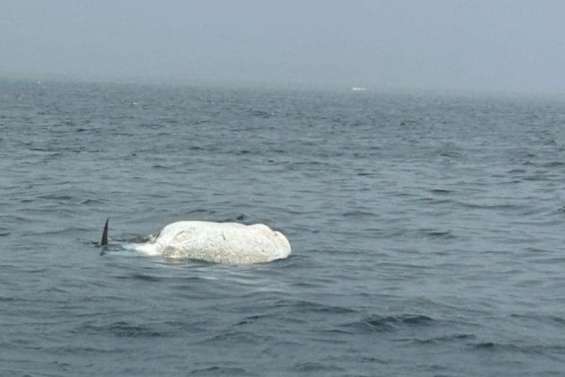 Une carcasse de cachalot à la dérive près de la passe de Mato