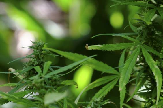 Au moins 70 kg de cannabis découverts chez la maire d’une petite ville du centre de l’Hexagone