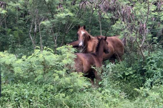 Australie : une enquête ouverte après la découverte des restes de 500 chevaux