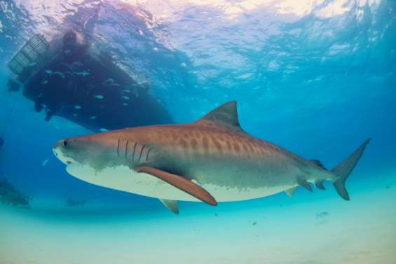 200 requins tigres et bouledogues vont être étudiés à la loupe dans le lagon