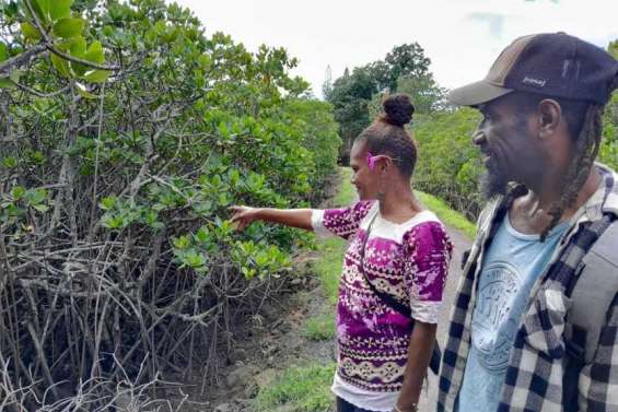 Sept choses à savoir sur les mangroves urbaines