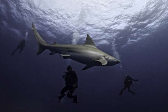 En Floride, où les attaques de squale sont les plus fréquentes, les chercheurs veulent redorer l’image du requin