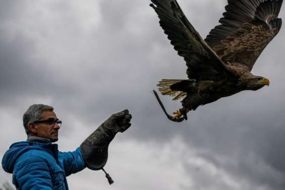 Quasi-oublié, le plus grand aigle d’Europe lutte pour sa survie