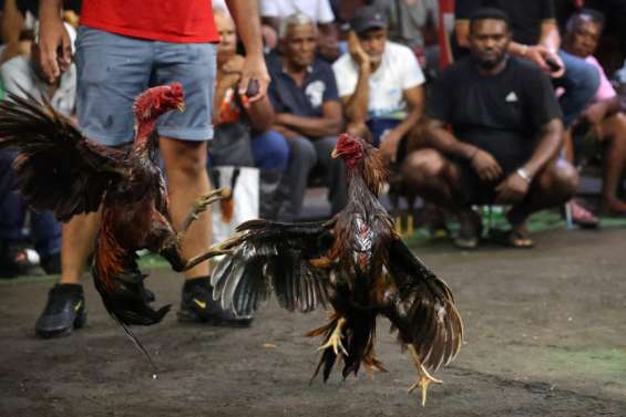 Les combats de coqs, tradition toujours vivace à La Réunion