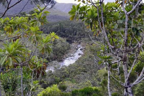 Une petite fougère endémique du Caillou décroche le record du plus grand génome au monde
