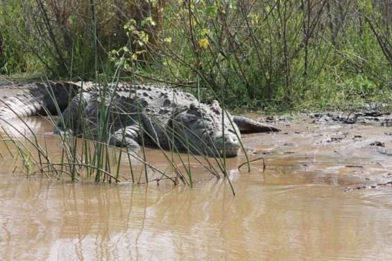 Australie : une communauté aborigène du Nord cuisine le crocodile qui la terrorisait