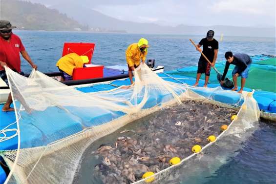 Comment l’Adecal peut-elle (re)devenir performante ?