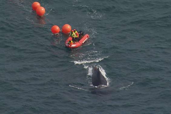 Port de Sydney : une baleine prise dans des filets de pêche libérée après 22 heures d’efforts